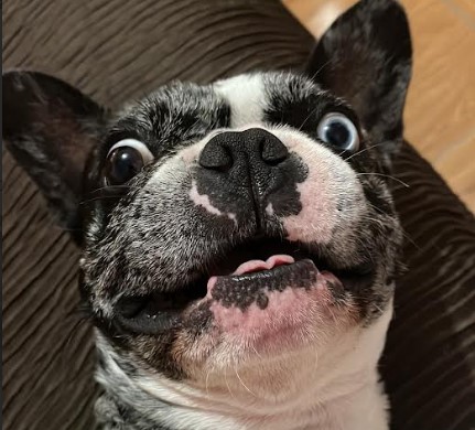 Odhi, el perro de Yoandria